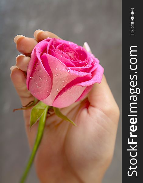 Giving aholding red beautiful rose. Conceptual. rose. Woman's hand. Giving aholding red beautiful rose. Conceptual. rose. Woman's hand