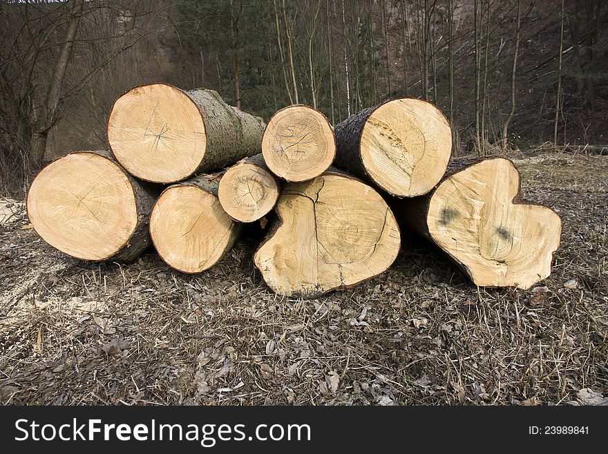 Cut tree trunks, thick tree trunks on the ground, trunks of deciduous trees, felled trees, autumn forest landscape in the Czech. Cut tree trunks, thick tree trunks on the ground, trunks of deciduous trees, felled trees, autumn forest landscape in the Czech