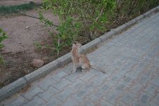 Red Smooth-haired Cat In The Park. Dahab, South Sinai Governorate, Egypt Royalty Free Stock Image