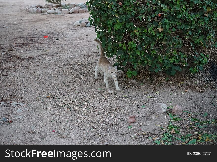 Animals in Egypt. Red smooth-haired cat in the park. Dahab, South Sinai Governorate, Egypt