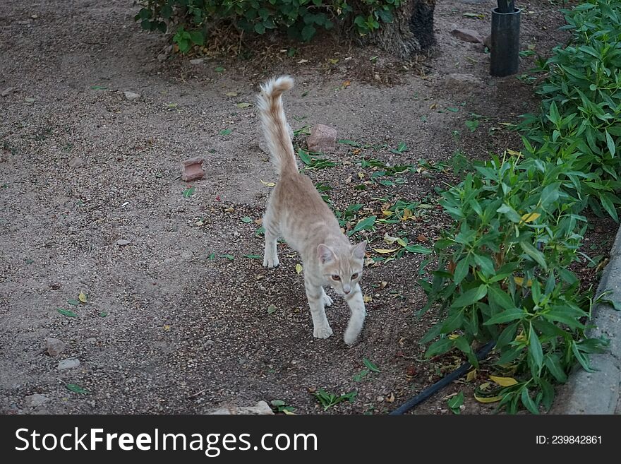 Animals in Egypt. Red smooth-haired cat in the park. Dahab, South Sinai Governorate, Egypt