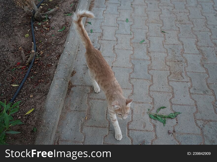 Red Smooth-haired Cat In The Park. Dahab, South Sinai Governorate, Egypt