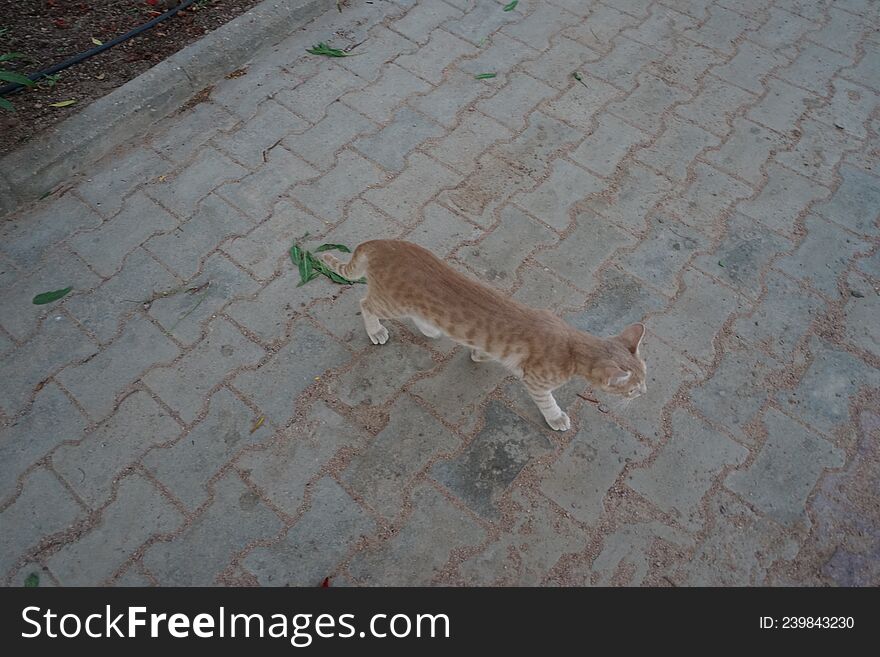 Red smooth-haired cat in the park. Dahab, South Sinai Governorate, Egypt