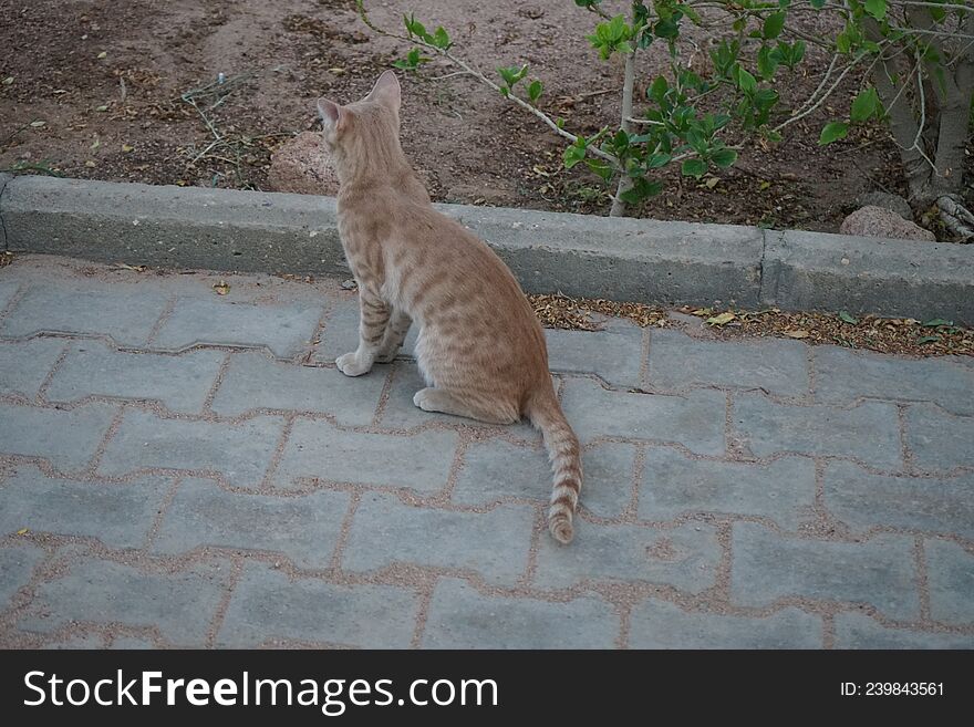 Animals in Egypt. Red smooth-haired cat in the park. Dahab, South Sinai Governorate, Egypt
