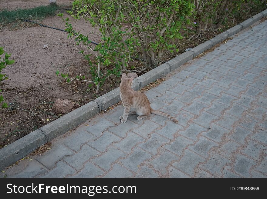 Red smooth-haired cat in the park. Dahab, South Sinai Governorate, Egypt