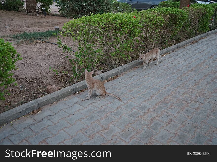Animals in Egypt. Red smooth-haired cats in the park. Dahab, South Sinai Governorate, Egypt