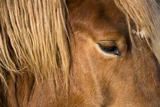Horse Head Detail Royalty Free Stock Photo