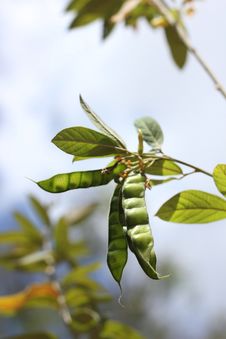 Green Pigeon Peas, Stock Images Green Pigeon Peas, Stock Images