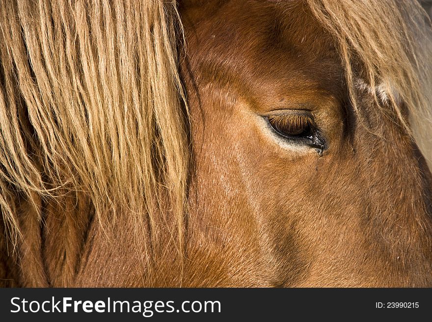 Detail of head and eye horse with mane , head of a horse with brown mane and coat , draft horse head , horse's head without the noose , horse's head in the sunlight. Detail of head and eye horse with mane , head of a horse with brown mane and coat , draft horse head , horse's head without the noose , horse's head in the sunlight