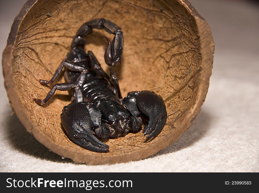 Scorpion Hiding In A Coconut Shell