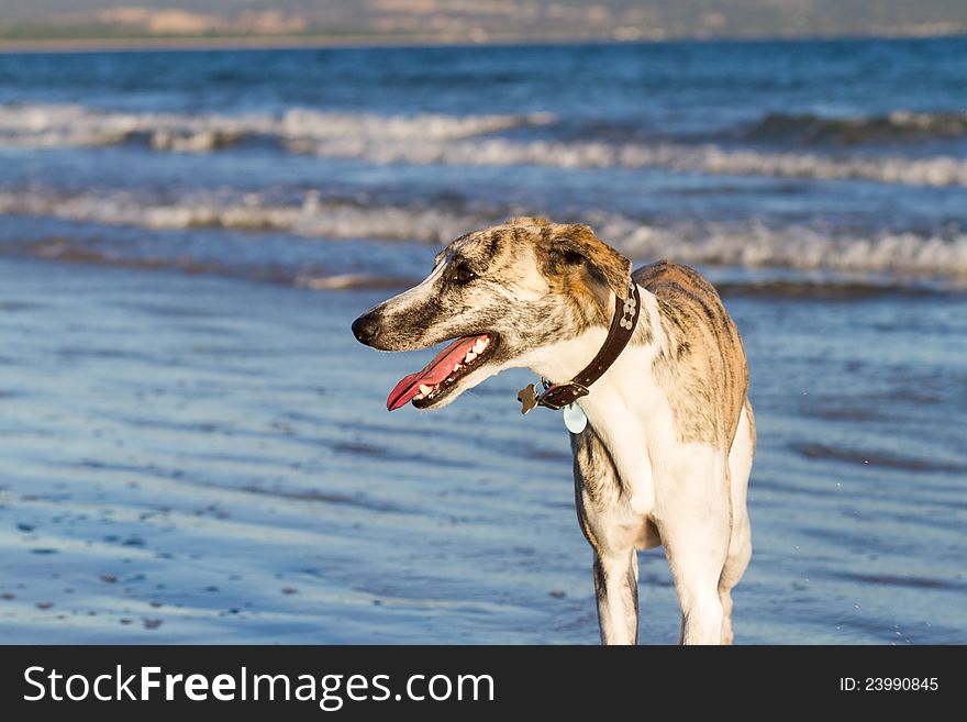 Brindle and whippet on the beach. Brindle and whippet on the beach.