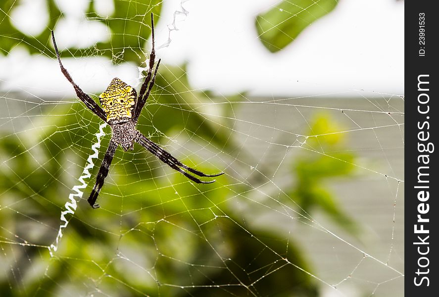 Argiope appensa &#x28;Hawaiian Garden Spider&#x29