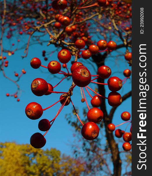 Autumn macro red berries over blue sky. Autumn macro red berries over blue sky