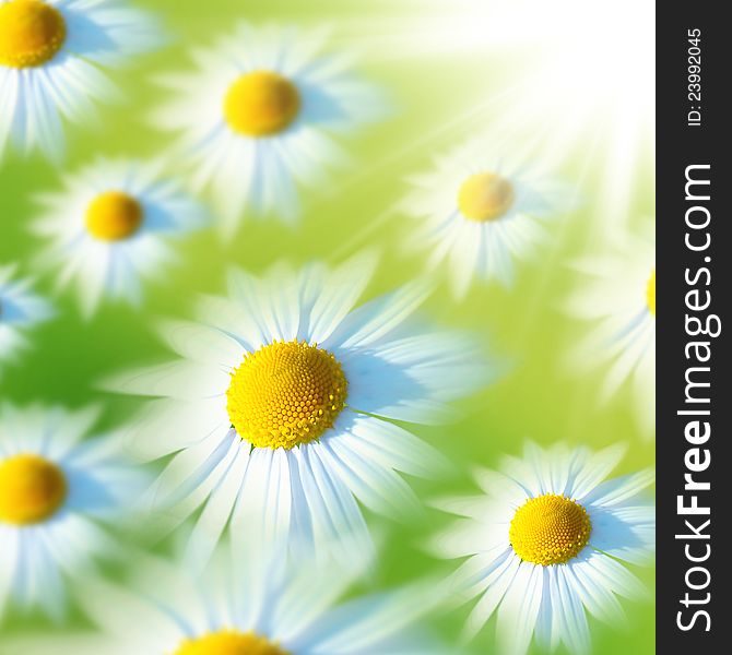 Chamomile flowers on a green background. Chamomile flowers on a green background