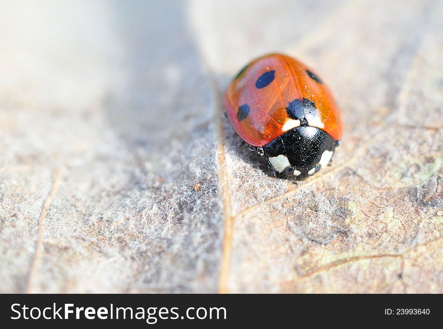 A Beautiful Ladybird On Withered Leaf