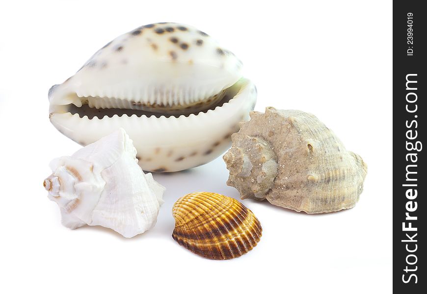 The seashells on a white background. The seashells on a white background