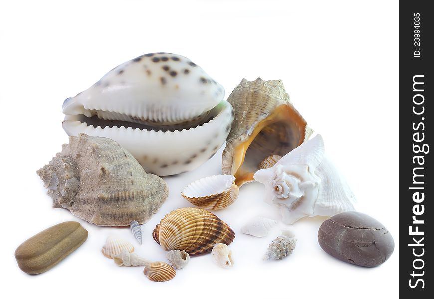 The  seashells on a white background