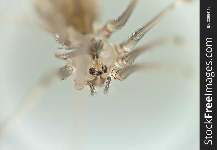 Macro Photo Of A Spider