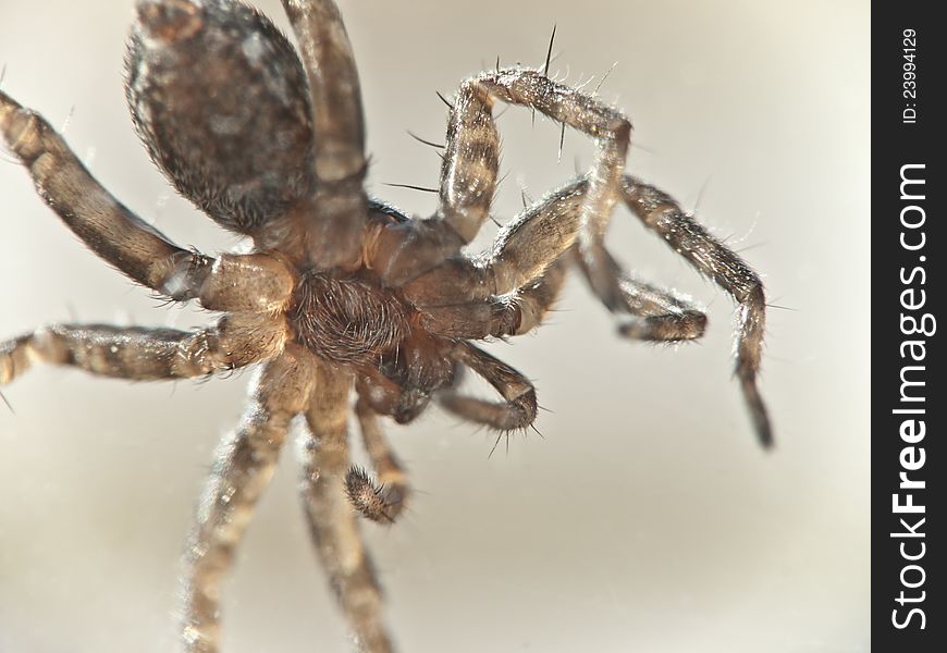 Macro Photo of a paunch of a small spider, soft focus. Macro Photo of a paunch of a small spider, soft focus