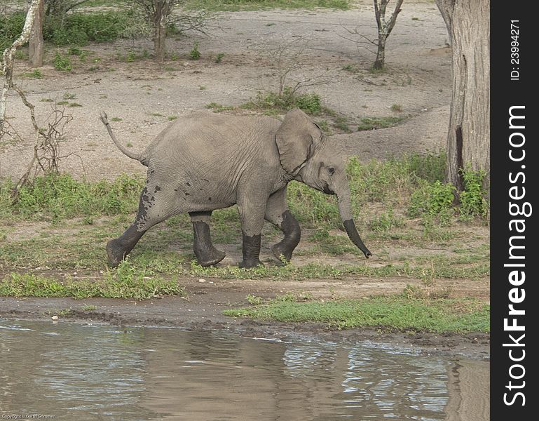 A  baby elephant  leaves a waterhole after drinking. A  baby elephant  leaves a waterhole after drinking.