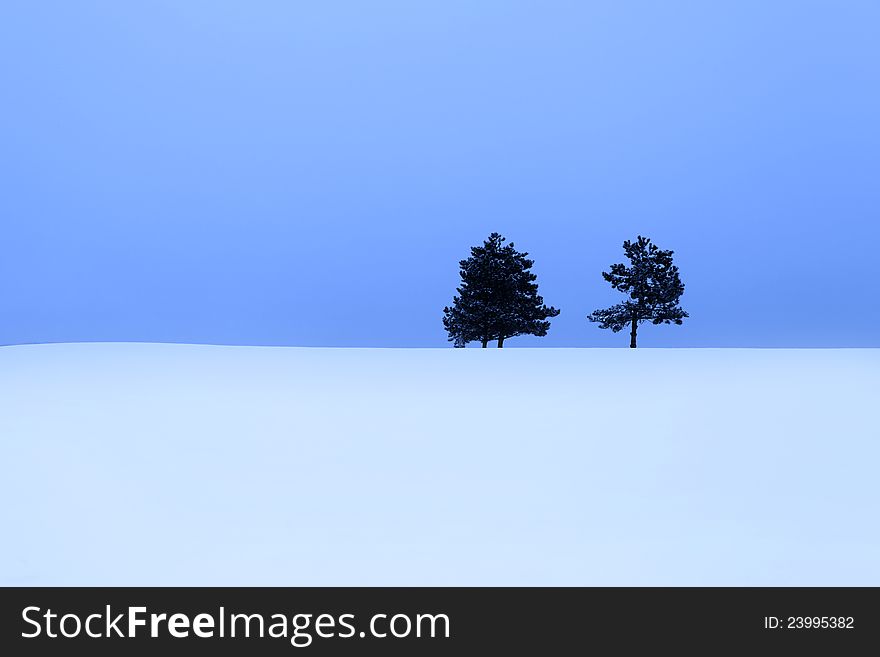 Two small pine trees in the snow covered landscape. Two small pine trees in the snow covered landscape