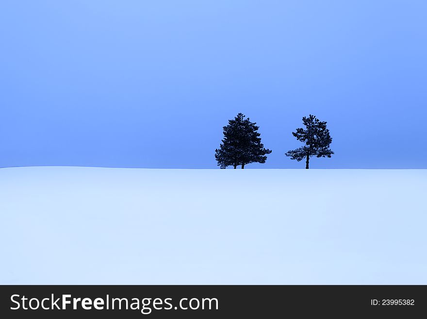 Two Pine Trees In The Snow