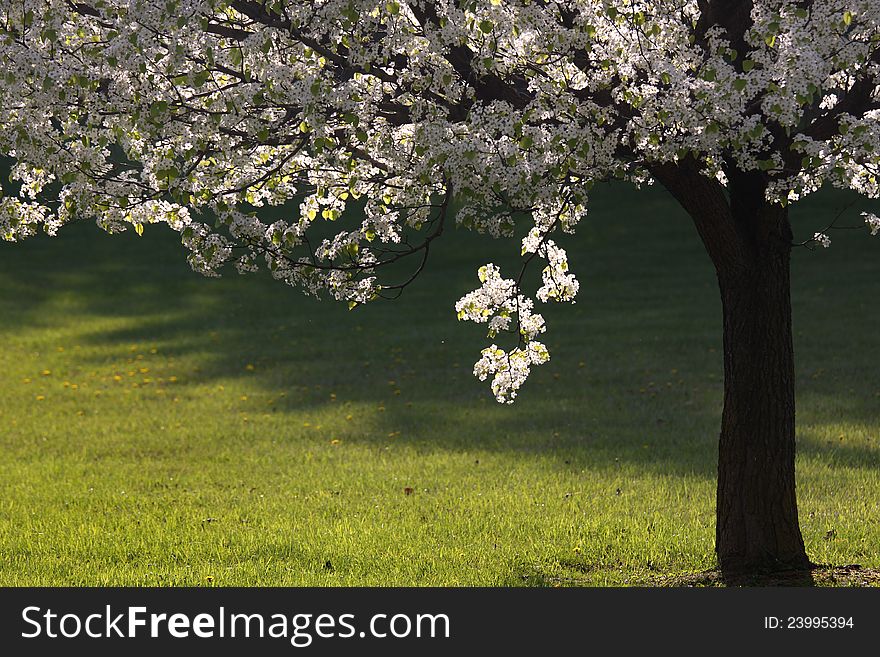 Close up shot of a blooming tree under evening su light. Close up shot of a blooming tree under evening su light