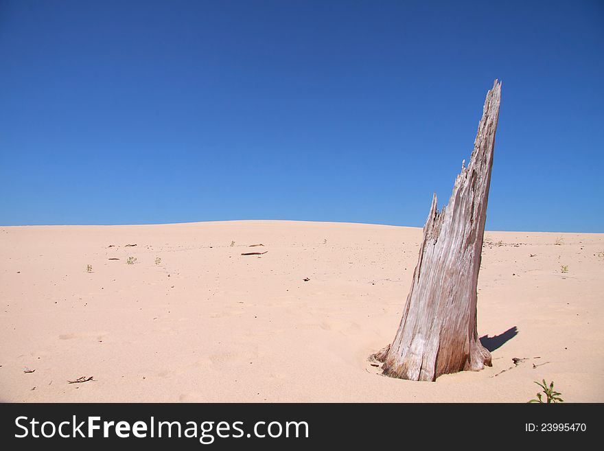 Tree carcase in the middle of dry sand dunes. Tree carcase in the middle of dry sand dunes