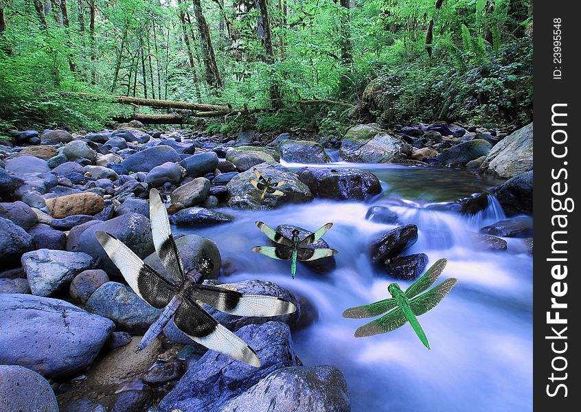 Dragonflies in flight above creek or mountain stream in deep woods. Dragonflies in flight above creek or mountain stream in deep woods
