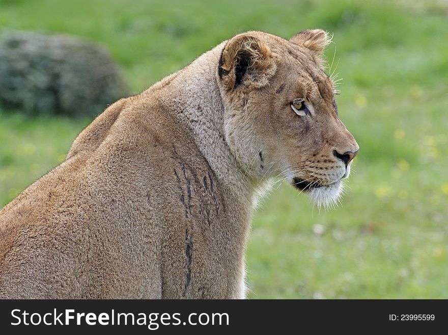 Female African lion or lioness in green grassy field. Female African lion or lioness in green grassy field