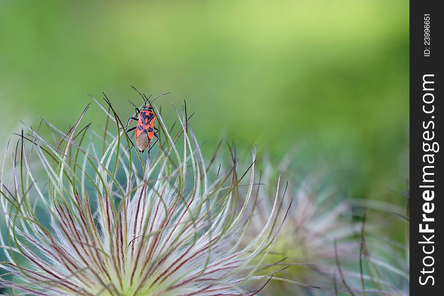 Red beetle Corizus Hyoscyami sitting on withered pasqueflower