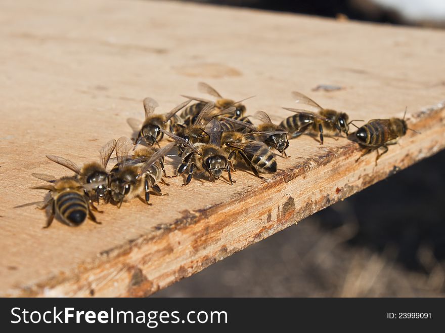 After twelve days of work in the hive of young bees are outside the hive. After twelve days of work in the hive of young bees are outside the hive