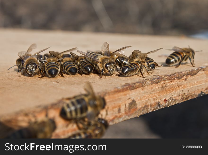 Air baths for young bees