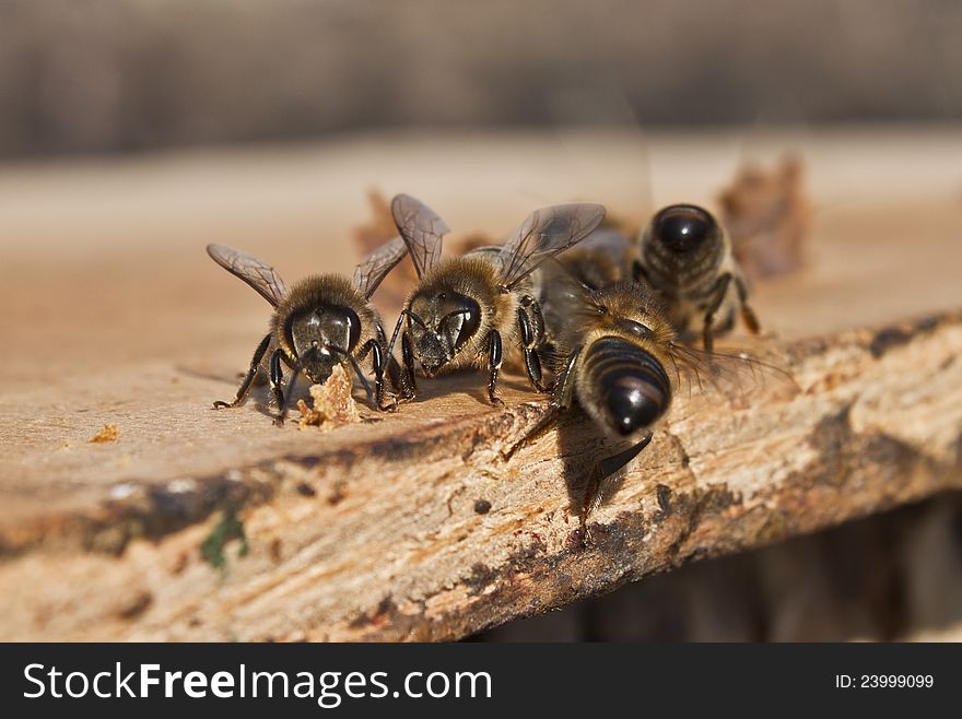 Air baths for young bees