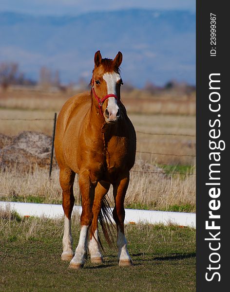 Chestnut horse standing in pasture