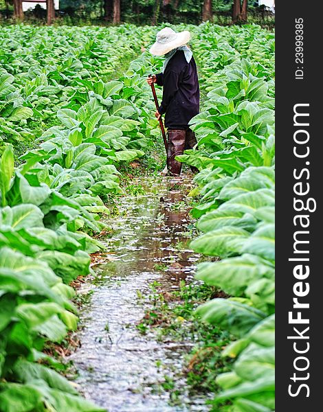 A woman and tobacco field