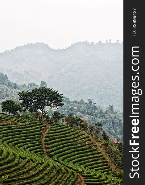 Tea field in maesalong chiangrai thailand