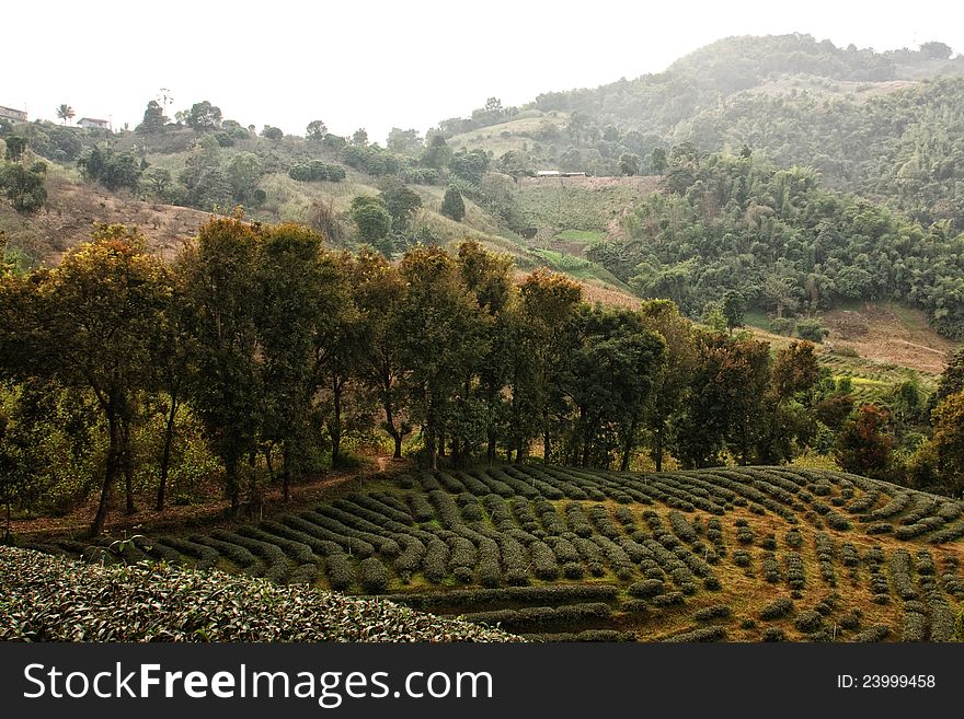 Tea Field  And Smoke