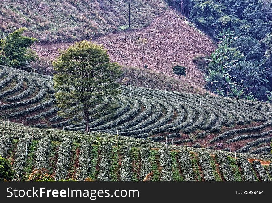 A Three In Tea Field