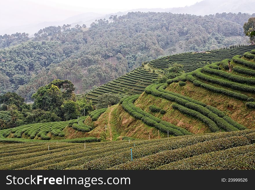 Tea field in maesalon chiangrai thailand