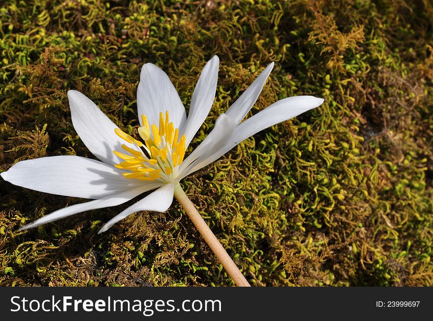Flower of a bloodroot on a bed of moss