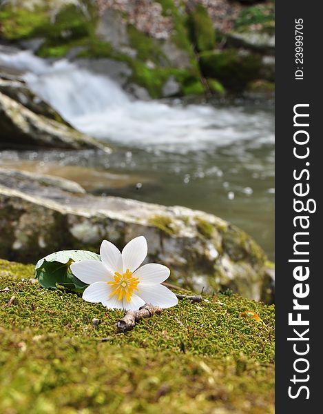 Flower of a bloodroot in front of a small waterfall