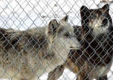 Captive Wolves Royalty Free Stock Photography