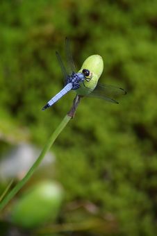 Blue Dragonfly Resting On A Flowerbud Royalty Free Stock Photos Blue Dragonfly Resting On A Flowerbud Royalty Free Stock Photos