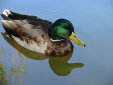Wild Duck Royalty Free Stock Image Wild Duck Royalty Free Stock Image