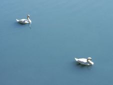Couple Of Swans Stock Photo Couple Of Swans Stock Photo