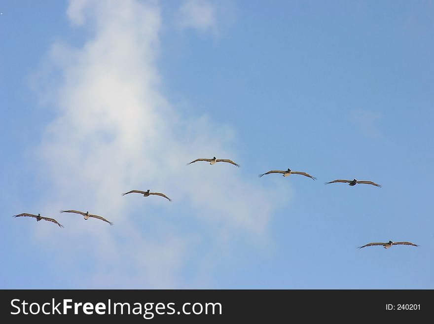 Pelicans In Flight