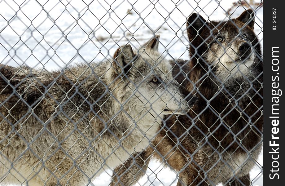 2 Wolves behind a fence, waiting for a treat. 2 Wolves behind a fence, waiting for a treat