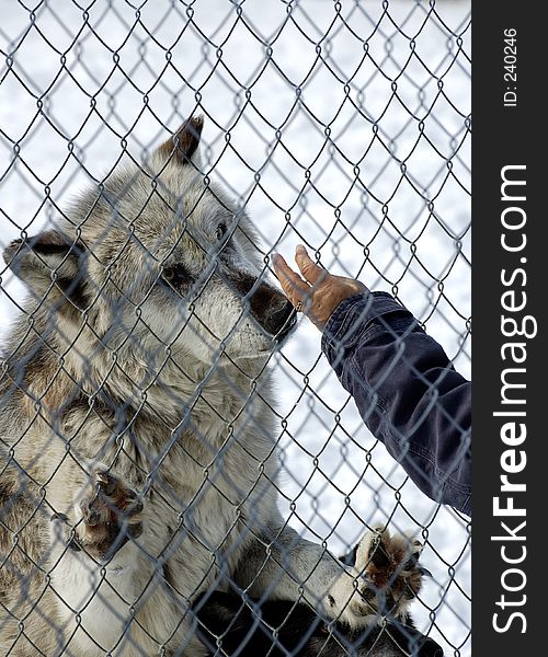 A white wolf climbing up on the fence for a treat. A white wolf climbing up on the fence for a treat
