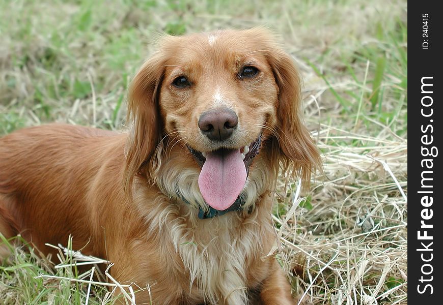 Portrait of a springer spaniel pedigree dog